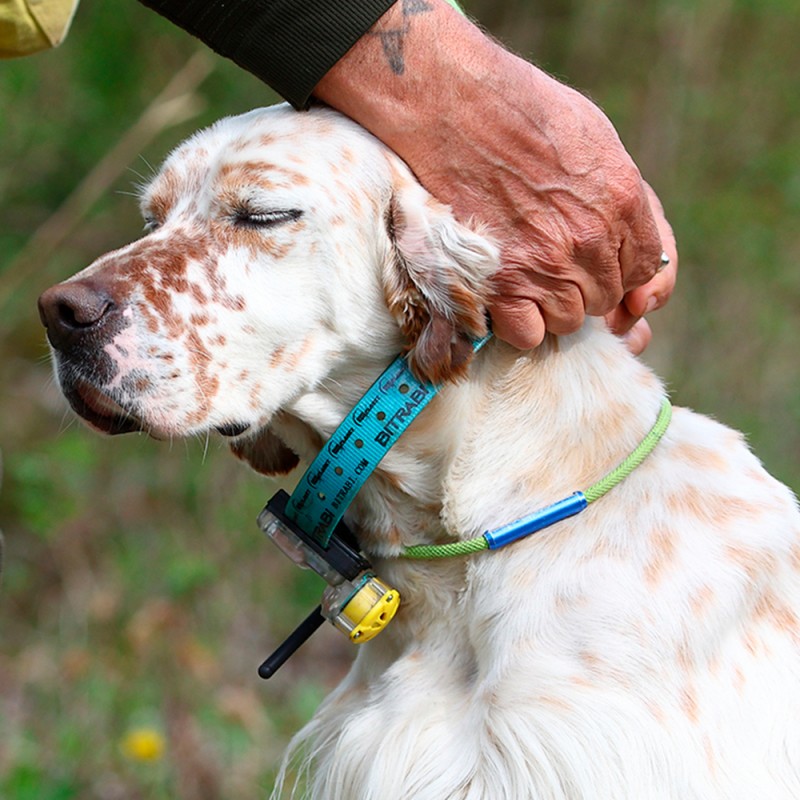 Gps hunting dog collar clearance