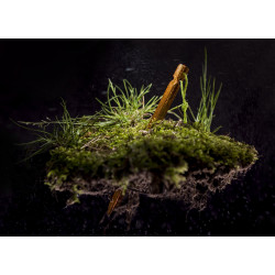 Tarp Stakes - Orange [Helikon-Tex]